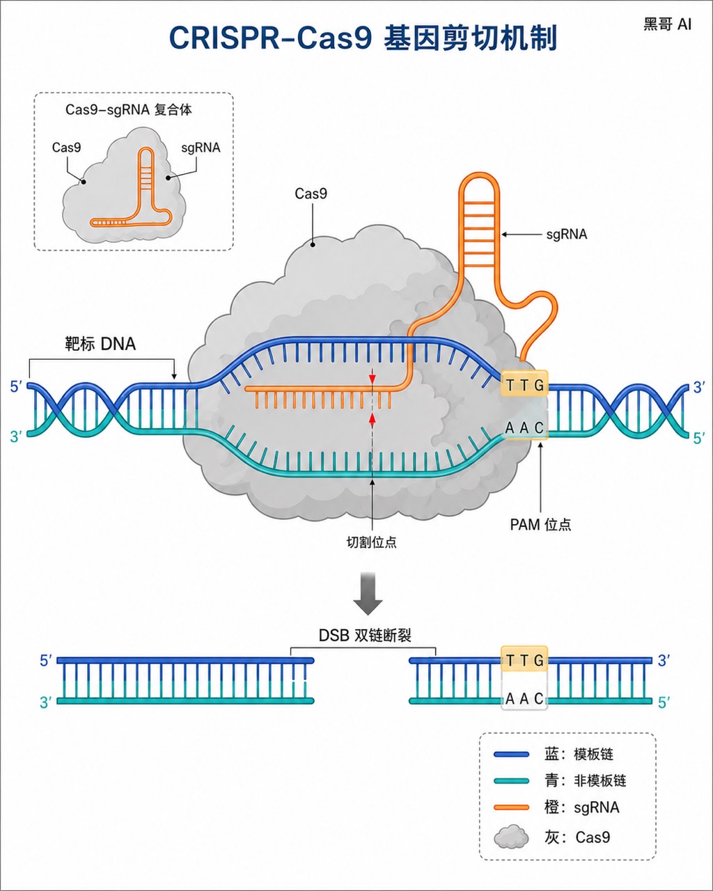 Cas9 蛋白夹住 DNA 螺旋与 sgRNA 结合的扁平示意图，标注双链断裂位点与颜色图例