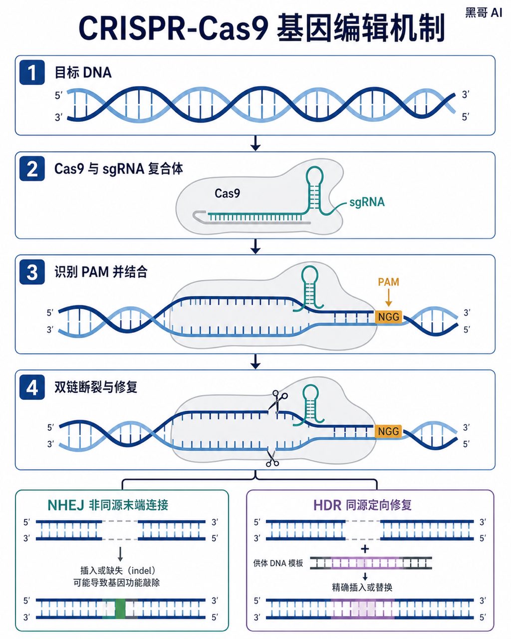 四格扁平矢量图，展示 CRISPR-Cas9 切割 DNA 的全过程，深蓝螺旋、灰色 Cas9 蛋白、琥珀色 PAM 位点及红绿结果分支。