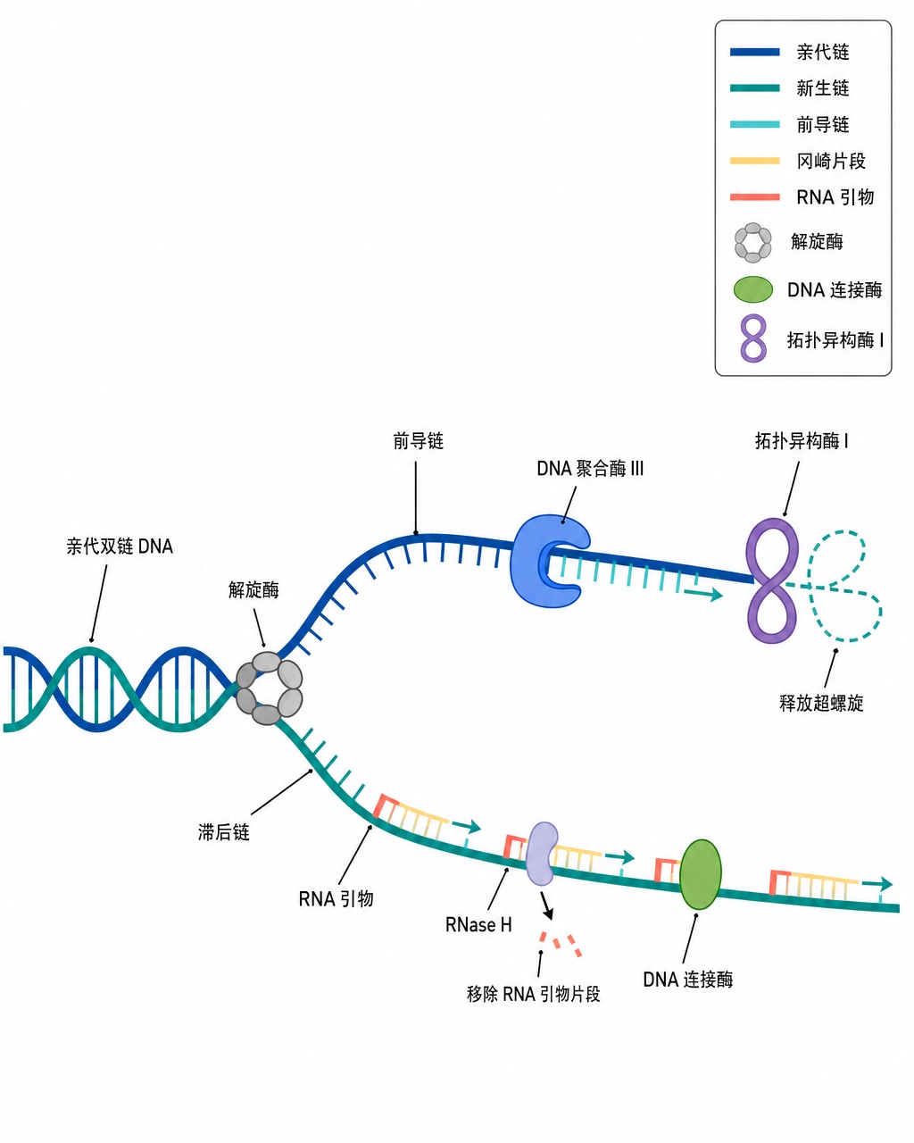 DNA 复制叉扁平矢量图：解旋酶、前导链 Pol III、滞后链冈崎片段、引物酶和 DNA 连接酶均清晰标注。
