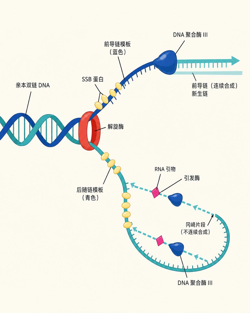 DNA 复制叉扁平示意图，展示解旋酶解链、前导链连续合成与后随链冈崎片段