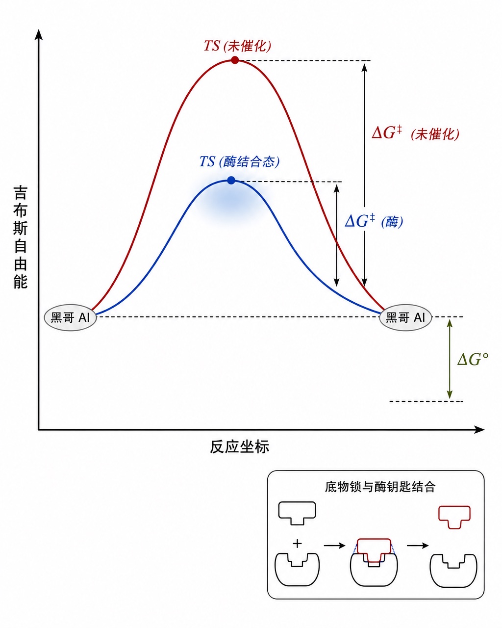 Minimalist energy diagram with two overlapping curves showing uncatalysed (red) and enzyme-catalysed (blue) reaction pathways, annotated with transition state barriers and overall free energy change.