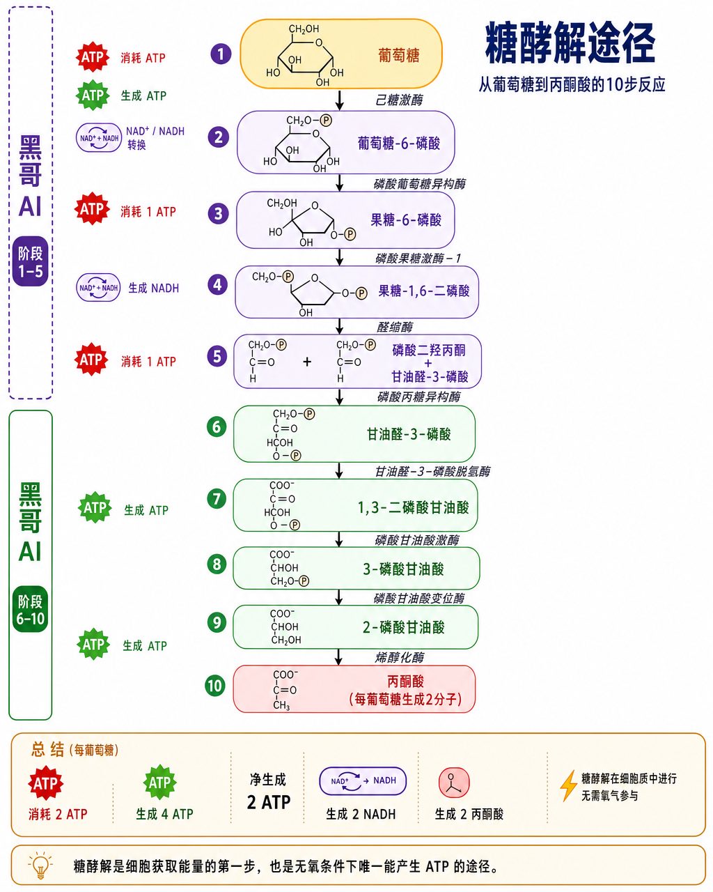 从葡萄糖到丙酮酸的垂直扁平糖酵解通路图，10 步酶促反应，色码 ATP 图标，投入/收益阶段括注。