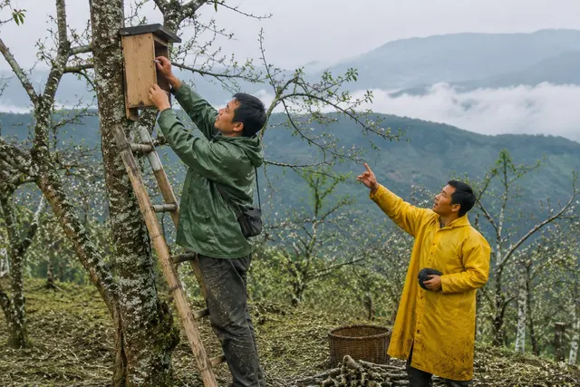 黑哥 AI 原创人像摄影案例:山地果园巢箱安装员:在梯上固定巢箱。
