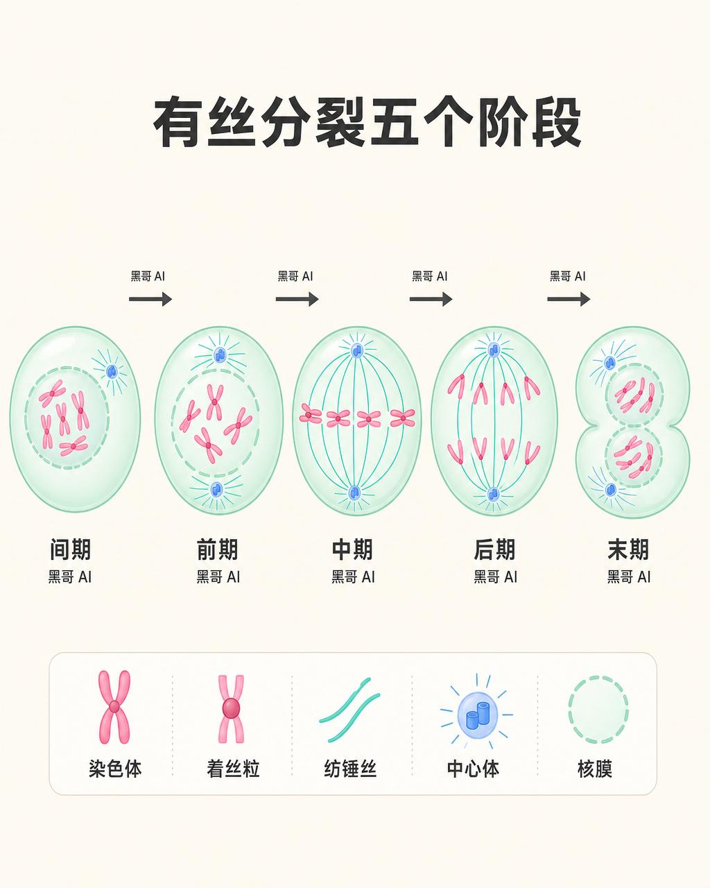 横向五个薄荷色细胞面板展示前期到末期，粉色染色体、青绿纺锤丝，配文字标签。