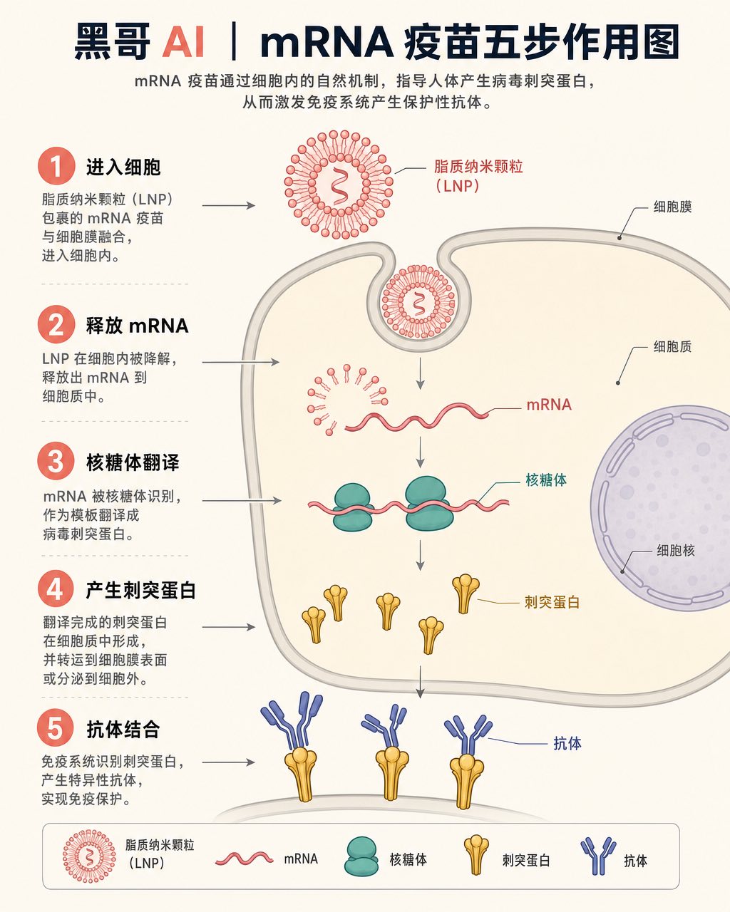 五步等距扁平信息图：LNP 进入细胞、释放 mRNA、核糖体翻译、刺突蛋白呈递、抗体结合。