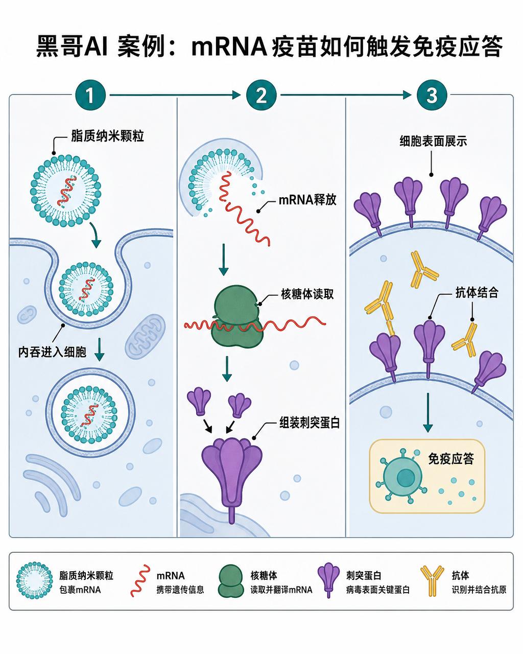 mRNA 疫苗机制三格示意图：纳米颗粒进入细胞、mRNA 释放与核糖体翻译、刺突蛋白与抗体结合