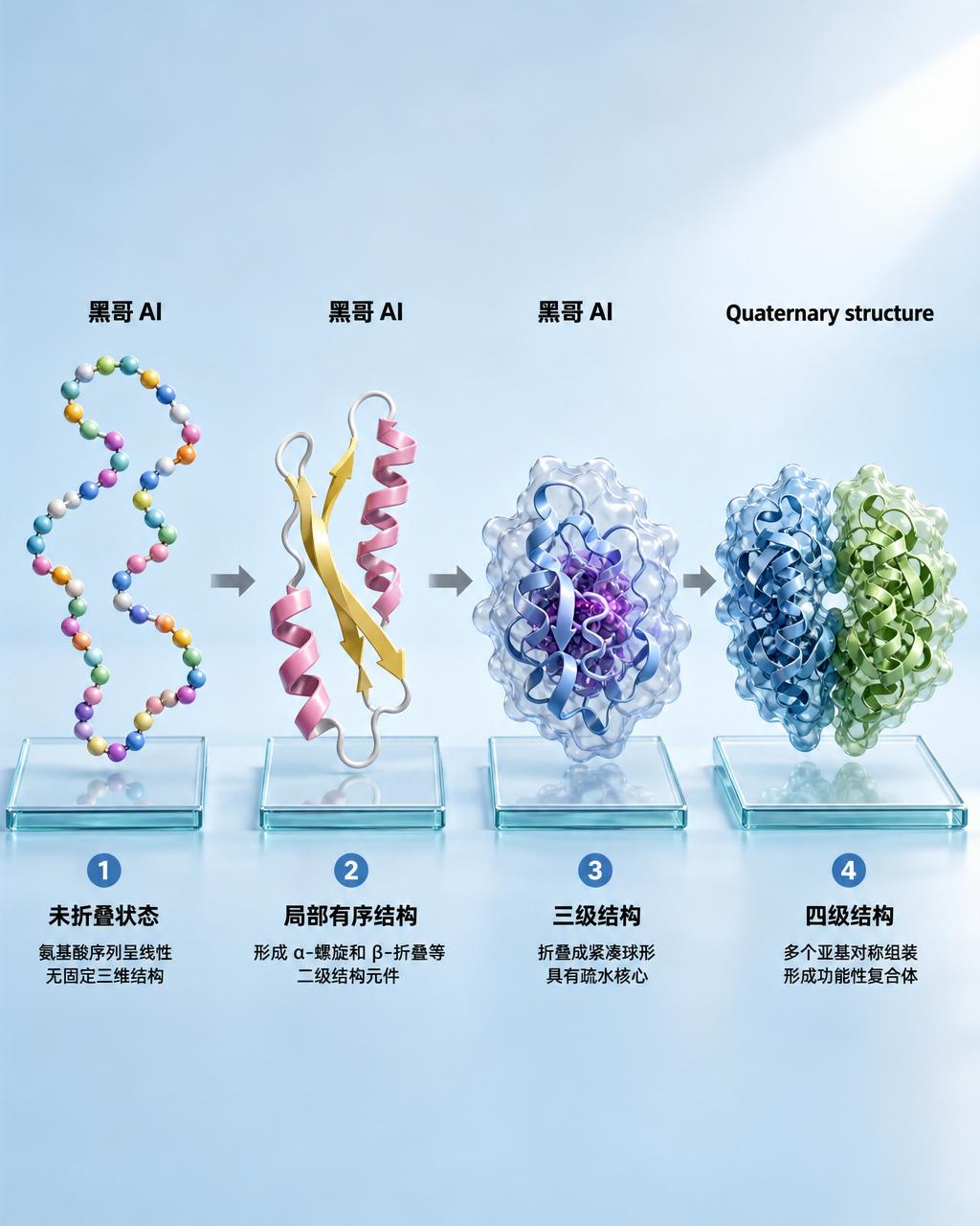 蛋白质折叠四阶段 3D 图，从线性氨基酸链经二级结构到球形三级与四级结构